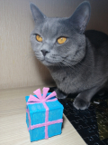 Кот Маркис и подарочек